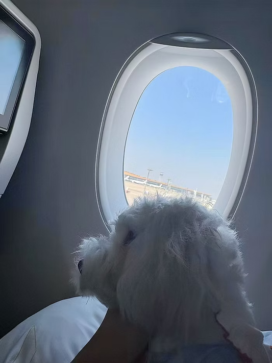 ✈️ ViolaPets Travel: A Safe Journey Home for a Little Maltese from the UK to China
