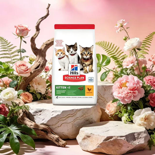 HILL'S SCIENCE PLAN Kitten Dry Food Chicken Flavour[Hill's幼猫粮-鸡肉配方]