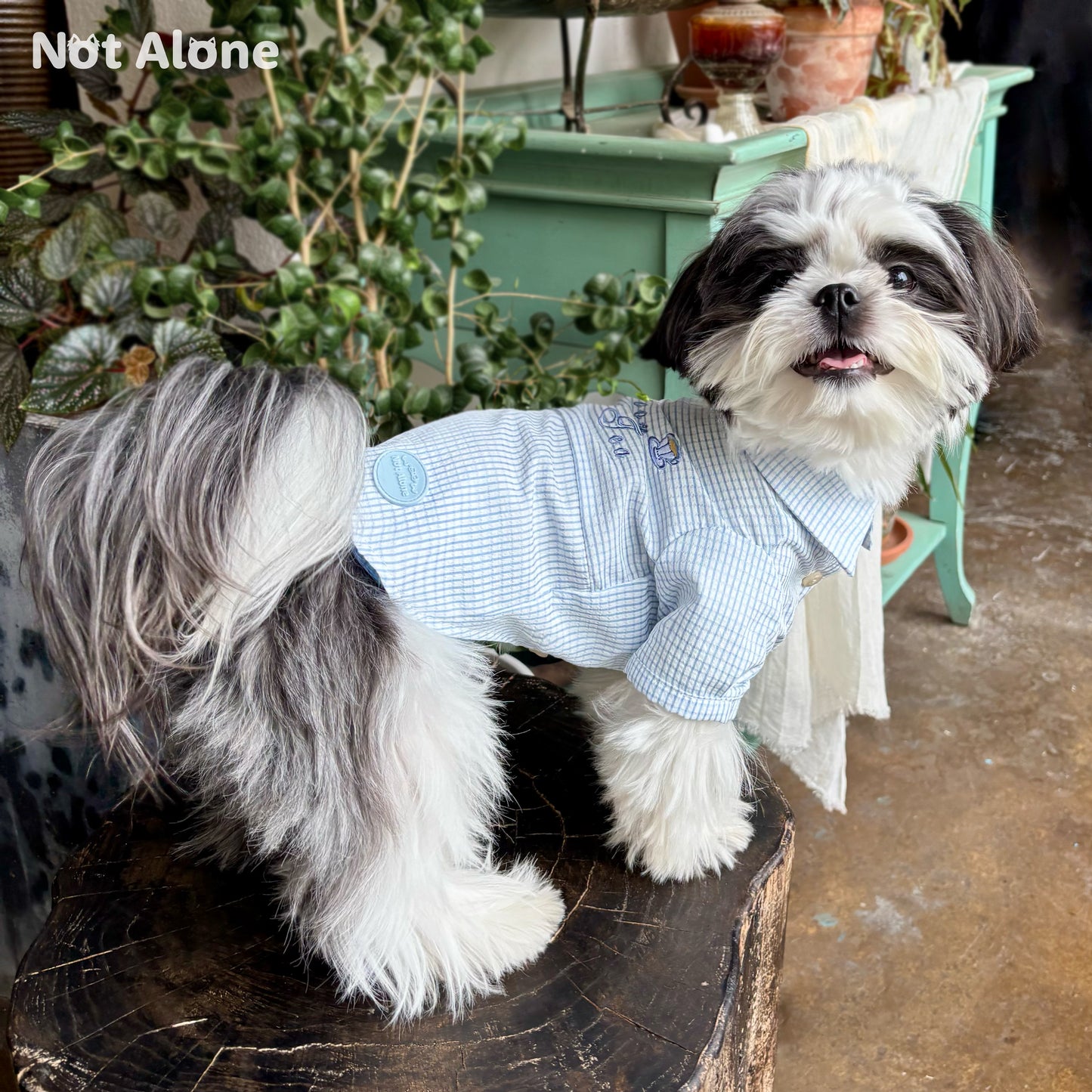 NotAlone-Striped Pet Shirt[不孤岛-下午茶条纹衬衫] image 7