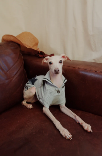 Patuu Denim Star Patch Navy Style Sweater image 6