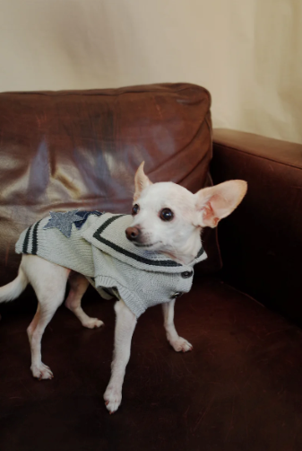 Patuu Denim Star Patch Navy Style Sweater image 1