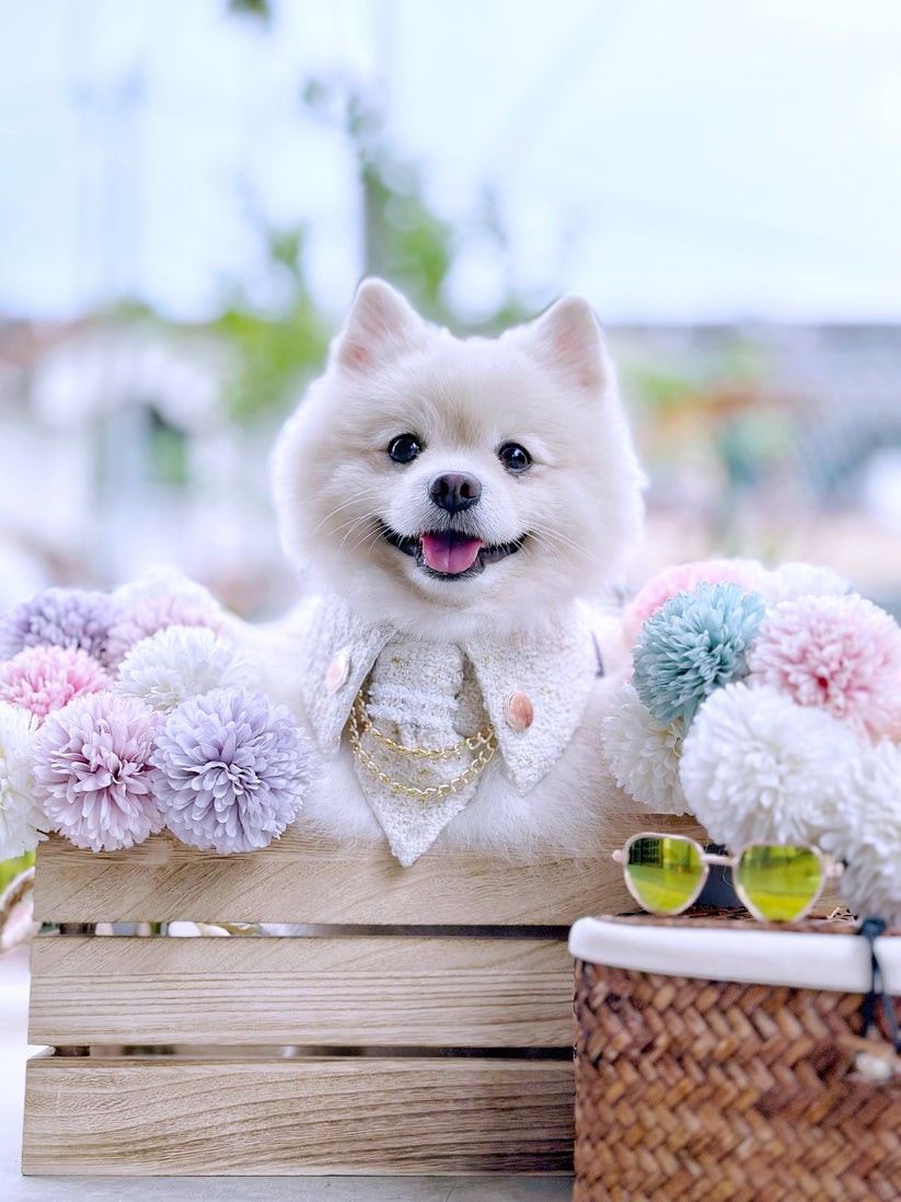 Momoji Leslie | Pet Bib image 1