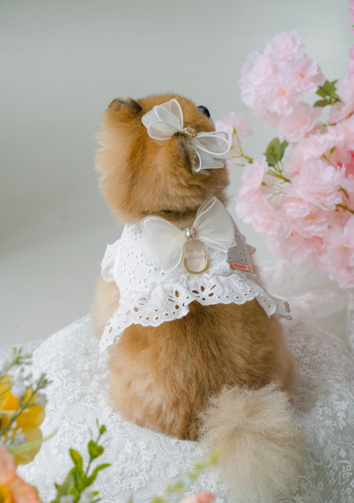 Pets&Me Lace Suit-New Arrivals[韩国Pets&Me新款蕾丝套装/胸背+牵引绳+胸花(多色可选)] image 10
