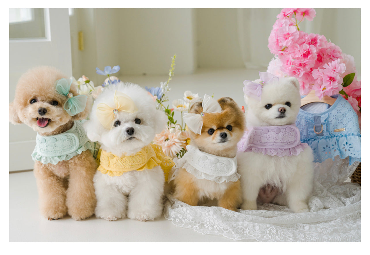 Pets&Me Lace Suit-New Arrivals[韩国Pets&Me新款蕾丝套装/胸背+牵引绳+胸花(多色可选)] image 2