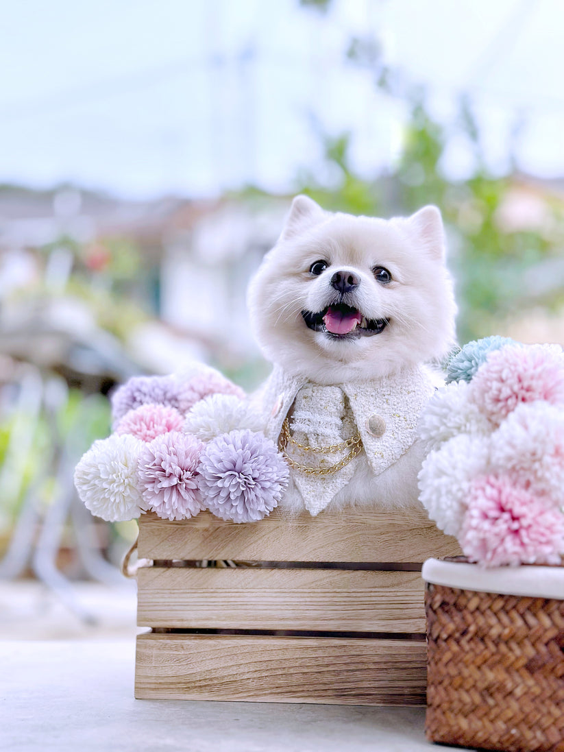 Momoji Leslie | Pet Bib image 2