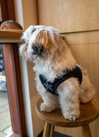 Patuu Denim Dog Harness image 3