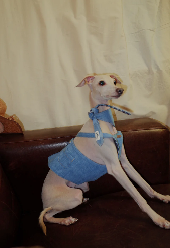 Patuu Light Denim Skirt image 2