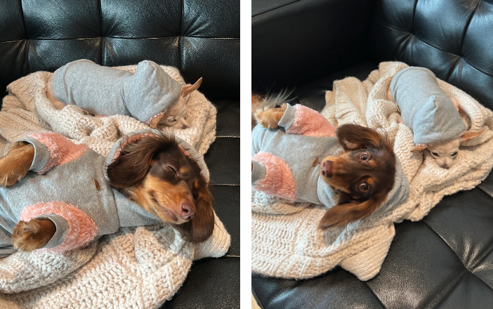 Patuu Pet Puff Hoodie image 3