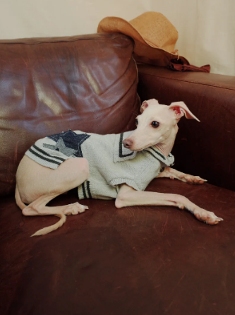 Patuu Denim Star Patch Navy Style Sweater image 5