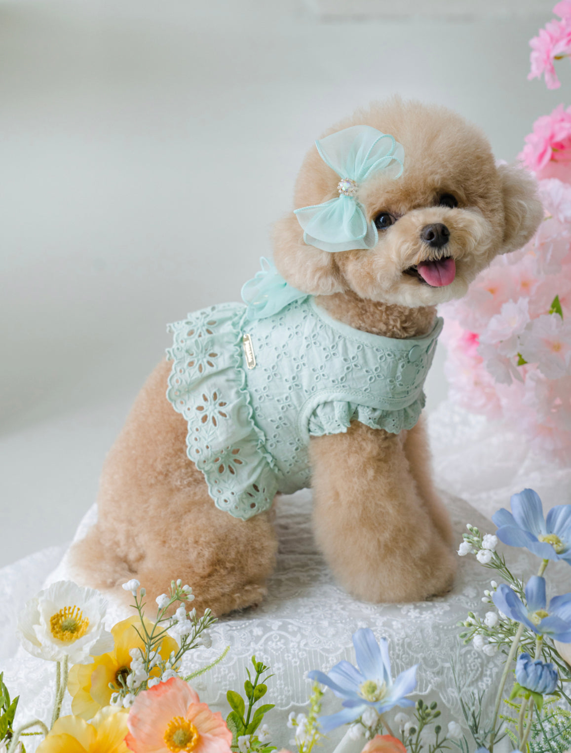 Pets&Me Lace Suit-New Arrivals[韩国Pets&Me新款蕾丝套装/胸背+牵引绳+胸花(多色可选)] image 13