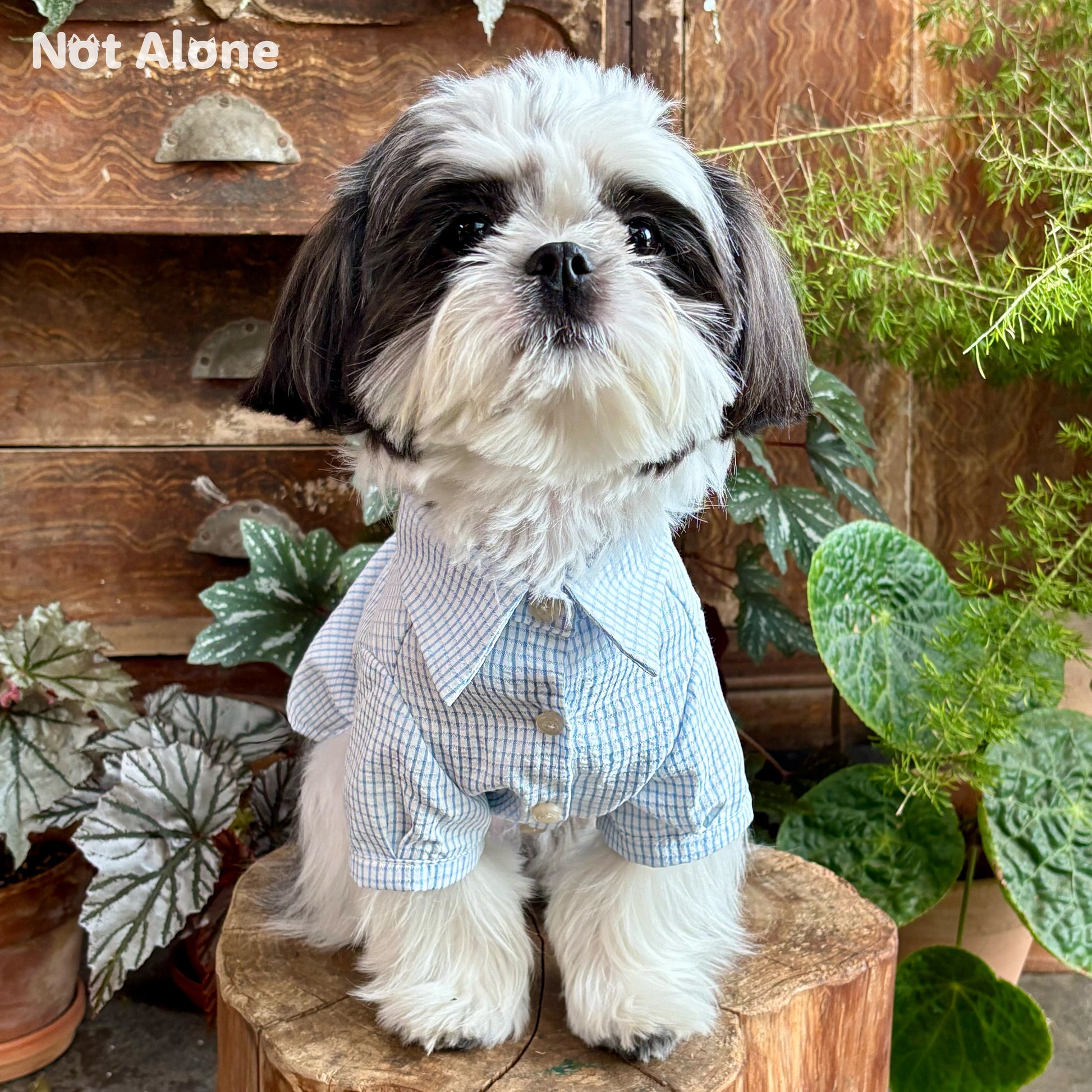 NotAlone-Striped Pet Shirt[不孤岛-下午茶条纹衬衫] image 5