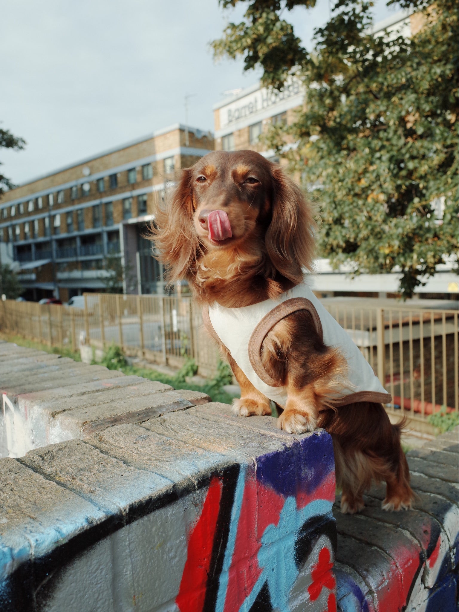 Patuu Star Tank Top[Patuu 宠物星星背心-2款可选] image 2