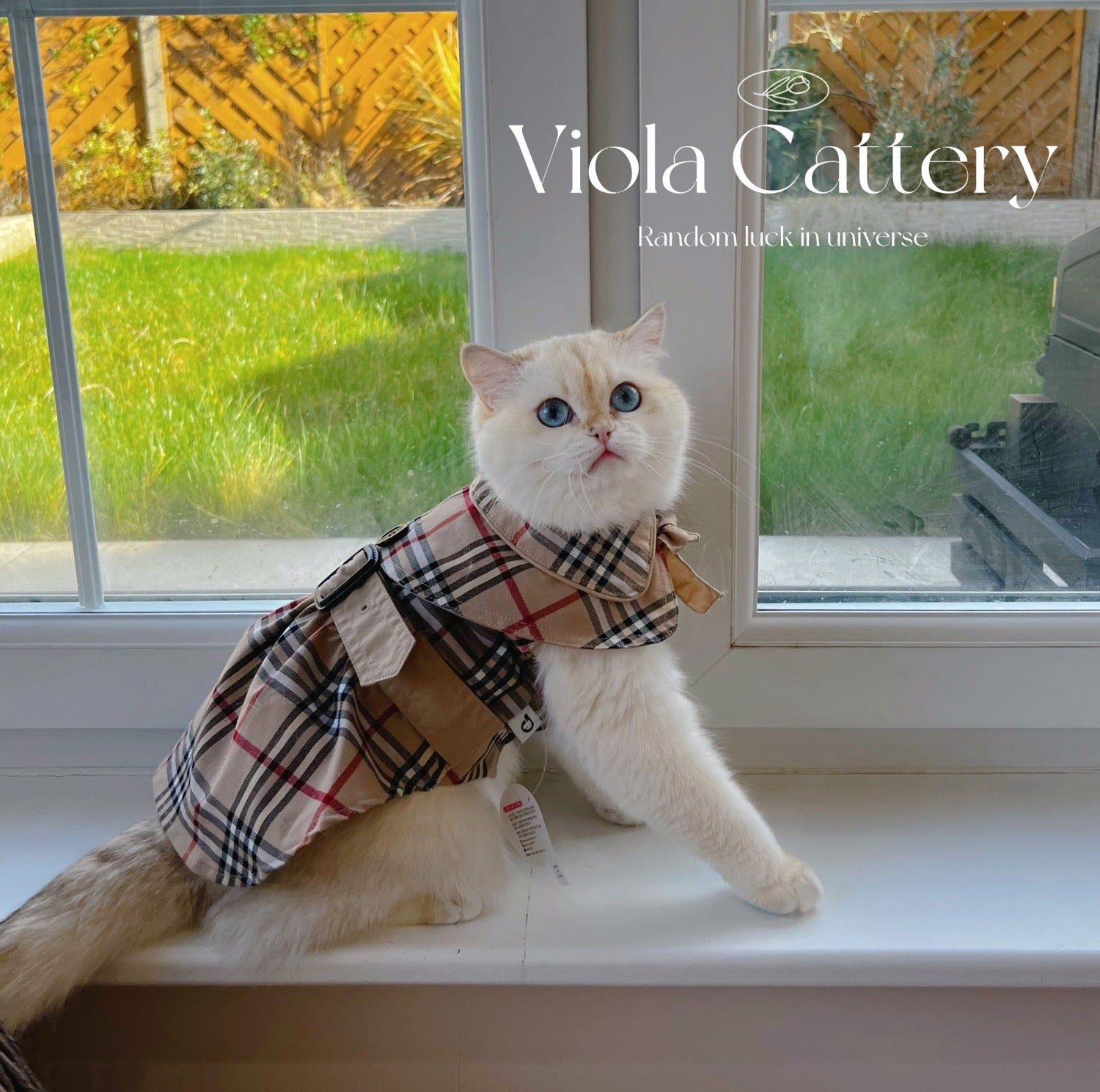 Pets&Me Coat with Hat[韩国Pets&Me英伦范风衣带帽子] image 2