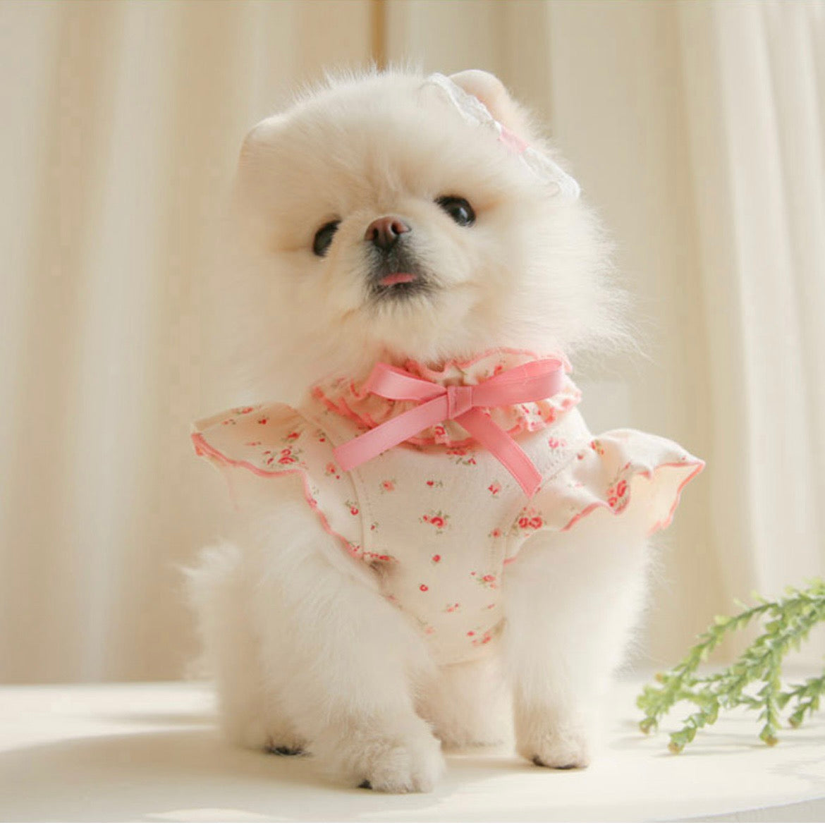 Pets&Me Floral Shirt-3types[韩国Pets&Me春日碎花系列-3款可选] image 1
