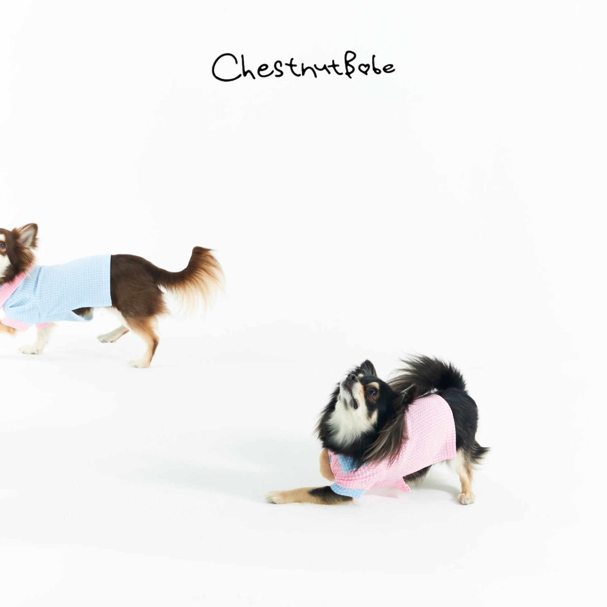 Chestnutbabe-Golf Polo[Chestnutbabe-高尔夫Polo衫] image 3