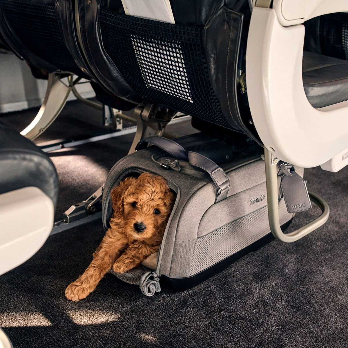 Tavo Dupree Pet Car Set and Carrier
