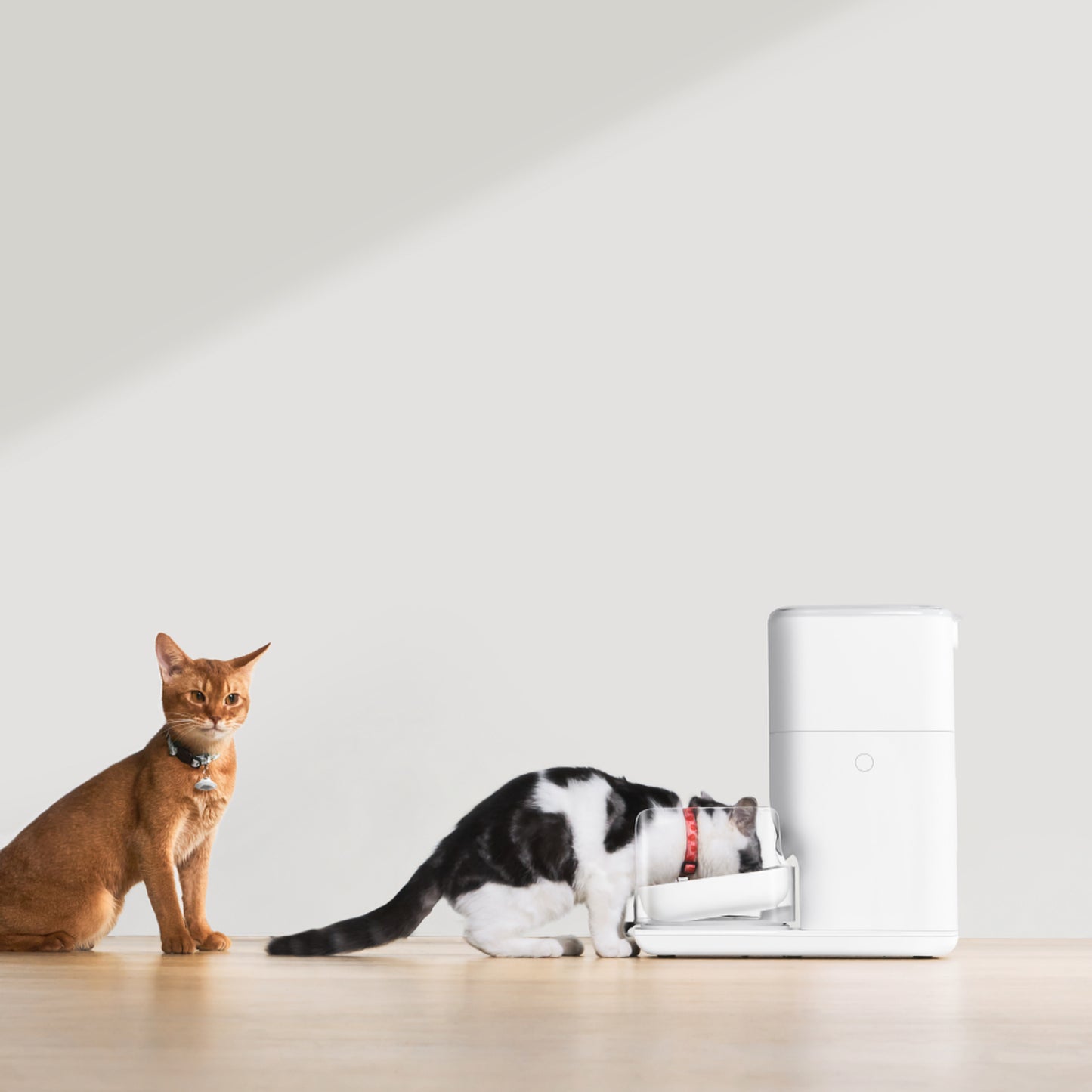 Catlink-UFO Tag Set:2Collar2Tag[Catlink-UFO智能识别项圈:2项圈] image 1