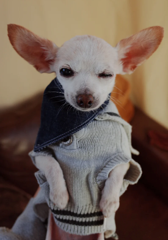 Patuu Denim Bandana image 1