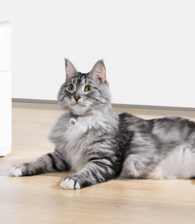 Catlink-UFO Tag Set:2Collar2Tag[Catlink-UFO智能识别项圈:2项圈] image 0