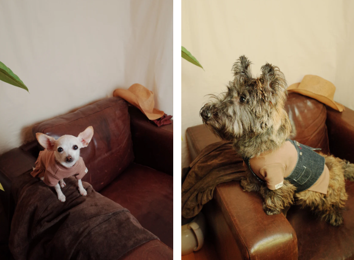 Patuu Pet Jumper with Skirt Hem image 2