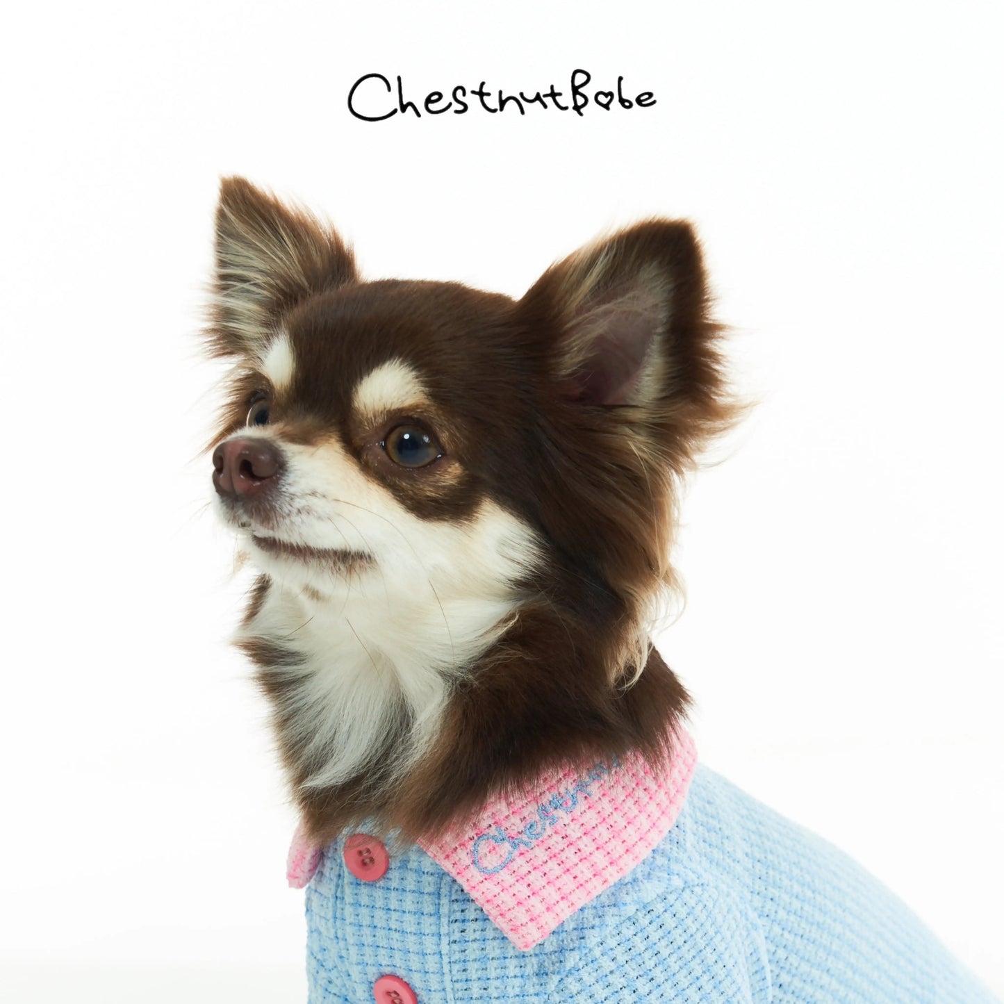 Chestnutbabe-Golf Polo[Chestnutbabe-高尔夫Polo衫] image 1