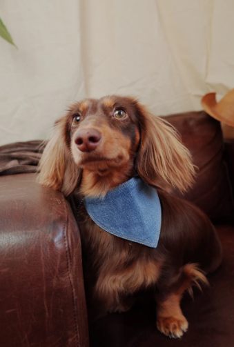 Patuu Denim Bandana image 3