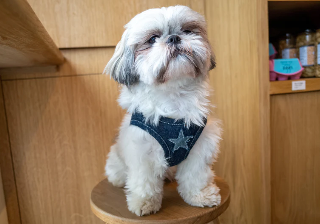 Patuu Denim Dog Harness image 0