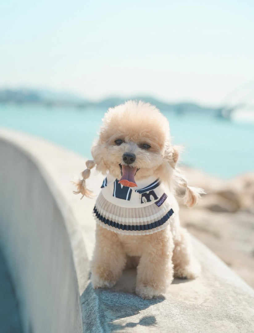 Momoji College Style Pet Bib image 4