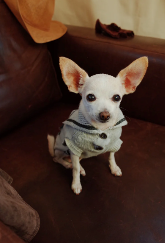 Patuu Denim Star Patch Navy Style Sweater image 2