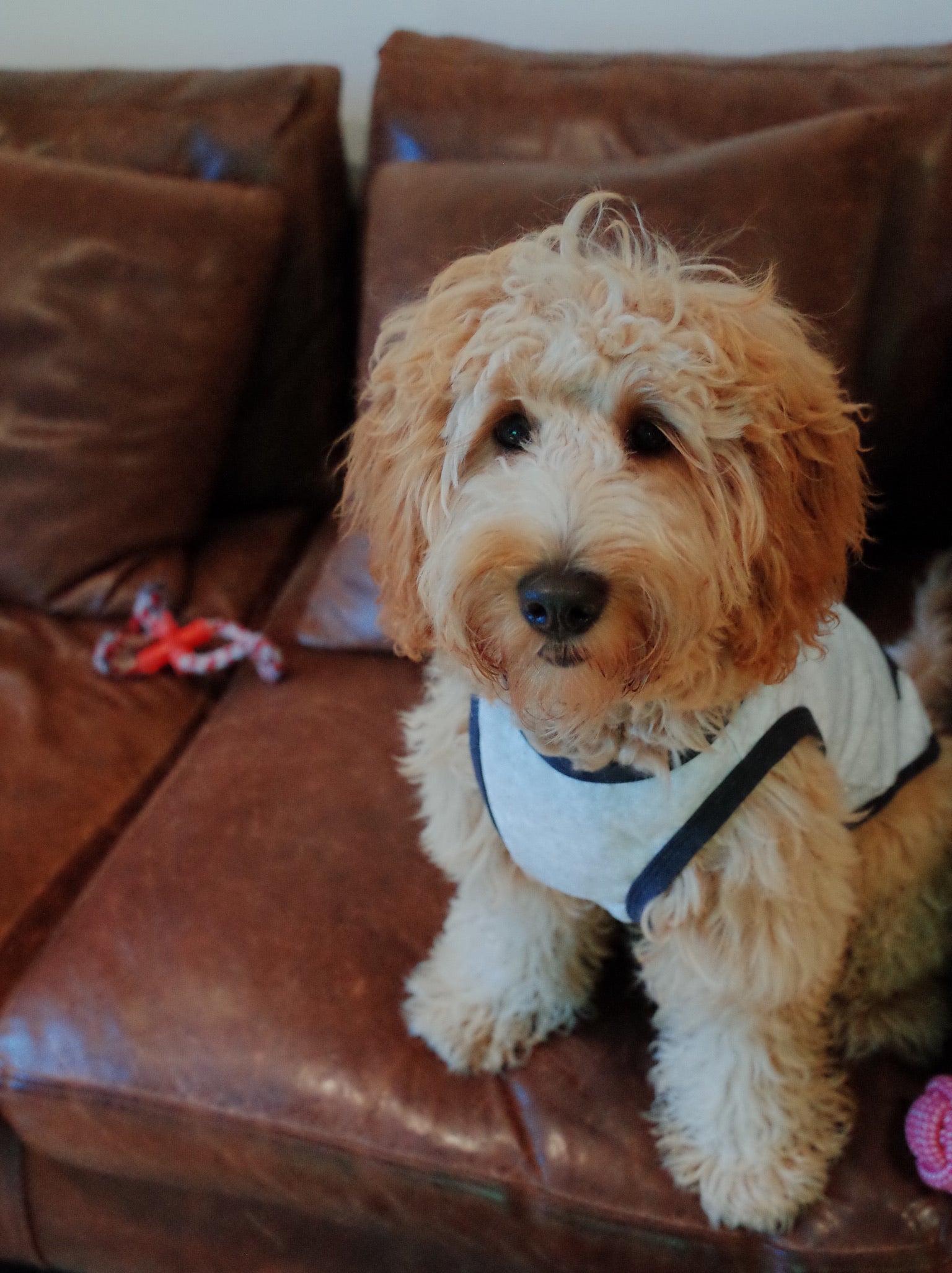 Patuu Star Tank Top[Patuu 宠物星星背心-2款可选] image 7