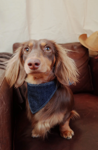 Patuu Denim Bandana image 2