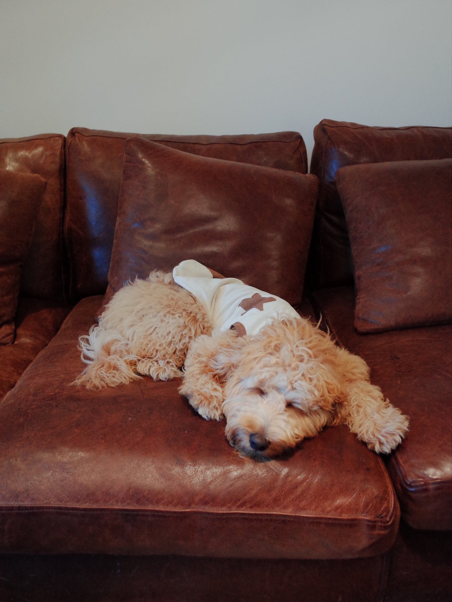 Patuu Star Tank Top[Patuu 宠物星星背心-2款可选] image 5