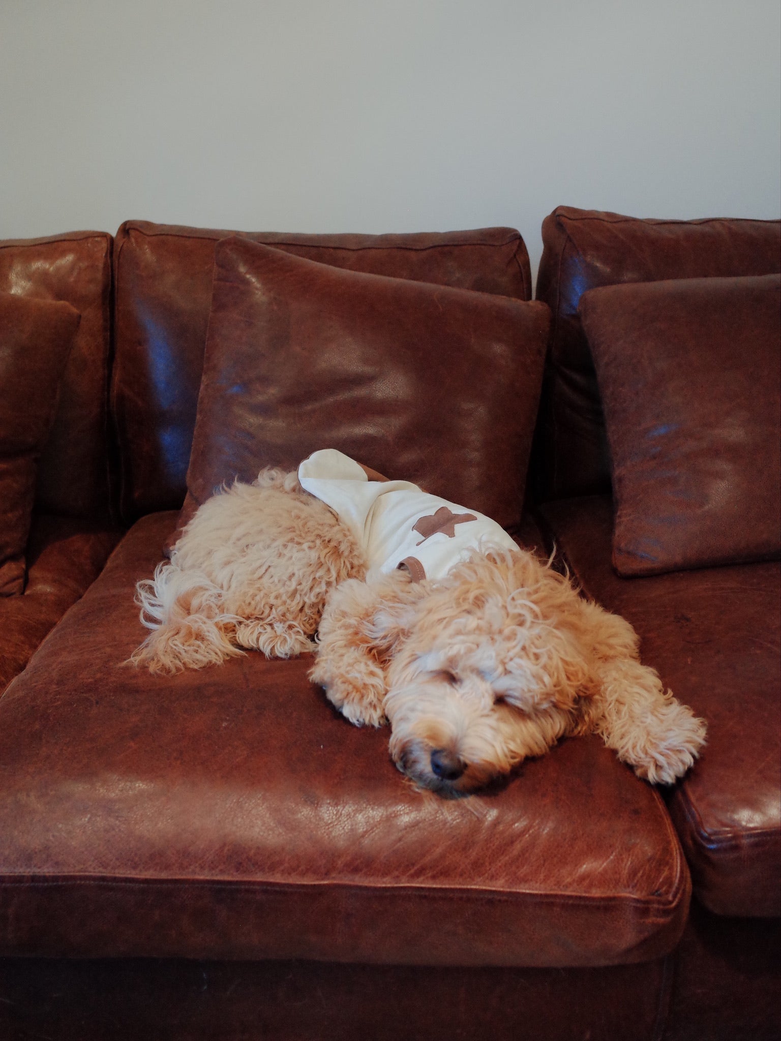 Patuu Star Tank Top[Patuu 宠物星星背心-2款可选] image 5