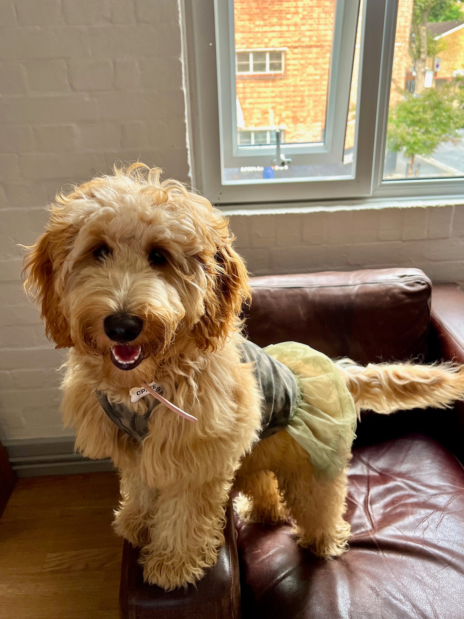 Patuu Leopard Cami Tank Top/Dress[Patuu 宠物豹纹背心/纱裙-2款可选] image 2