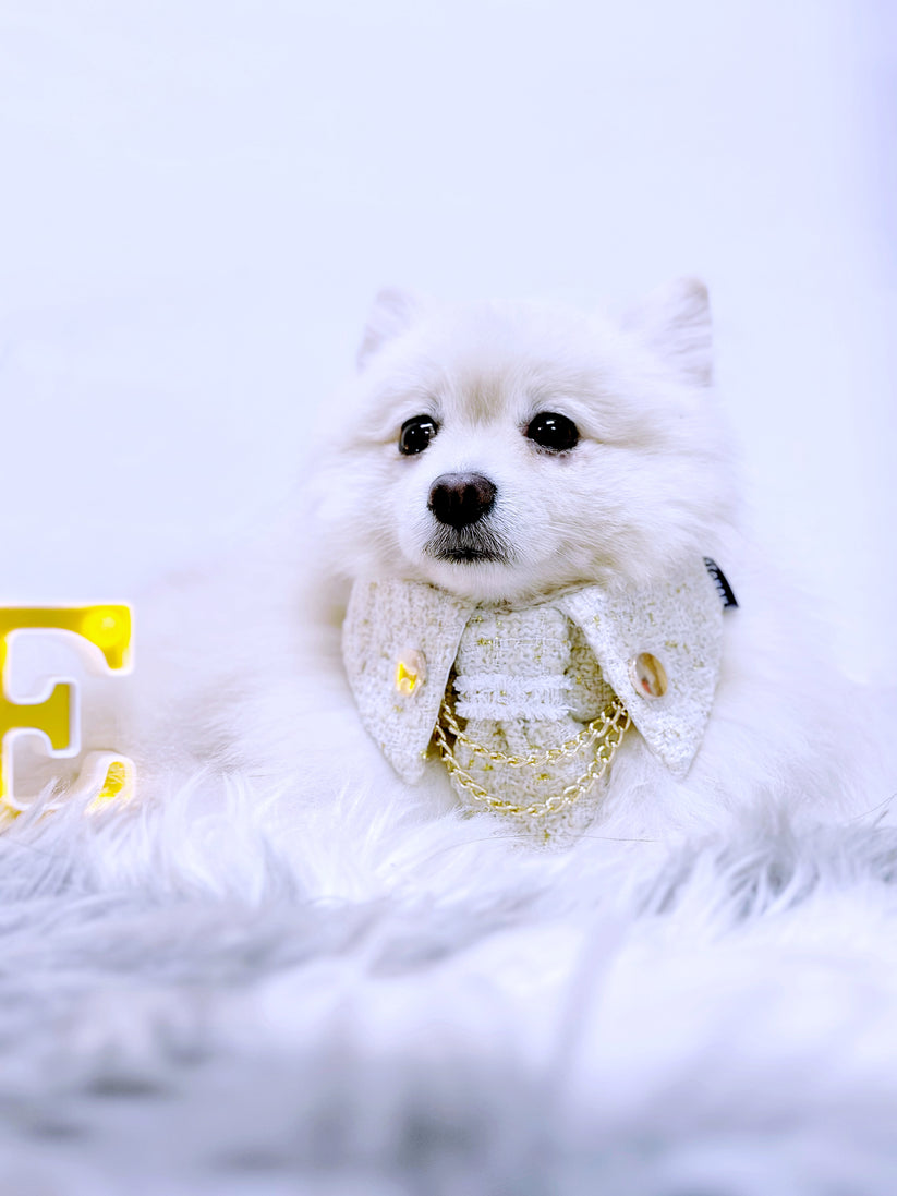 Momoji Leslie | Pet Bib image 3