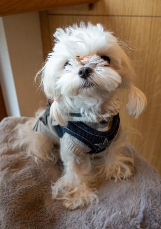 Patuu Denim Dog Harness image 2