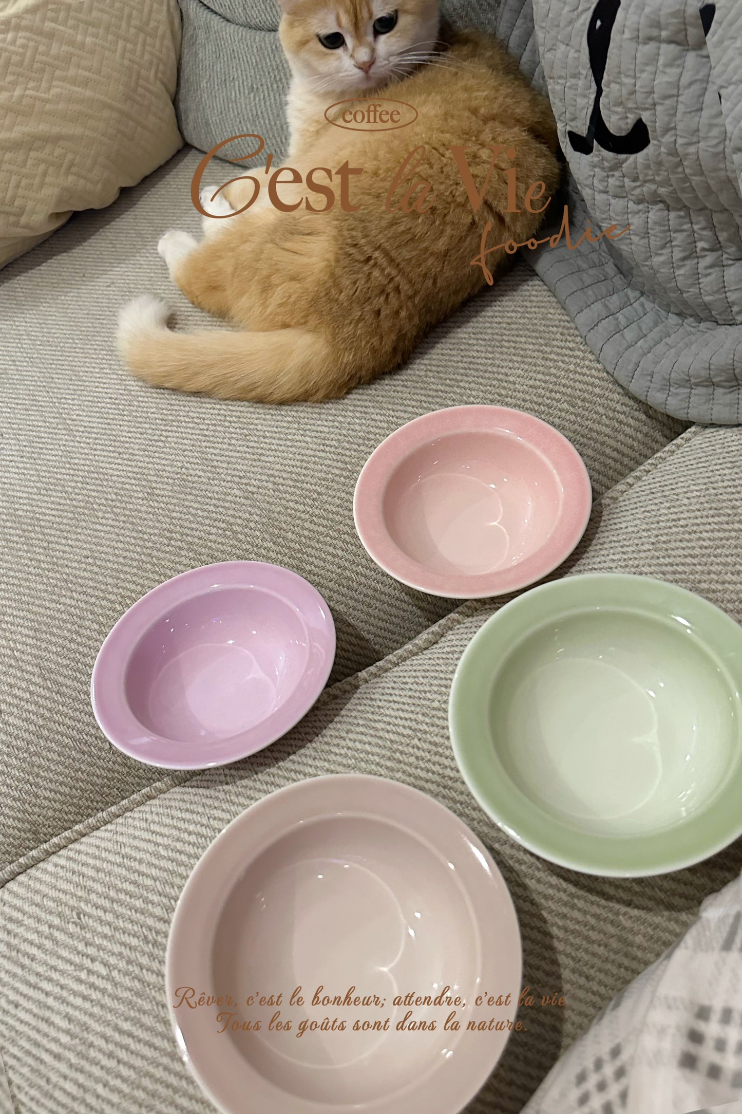 ViolaPets-Tableware Collection[ViolaPets-宠物餐具系列] image 2