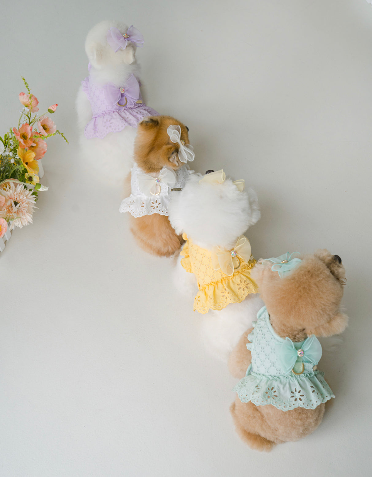 Pets&Me Lace Suit-New Arrivals[韩国Pets&Me新款蕾丝套装/胸背+牵引绳+胸花(多色可选)] image 3