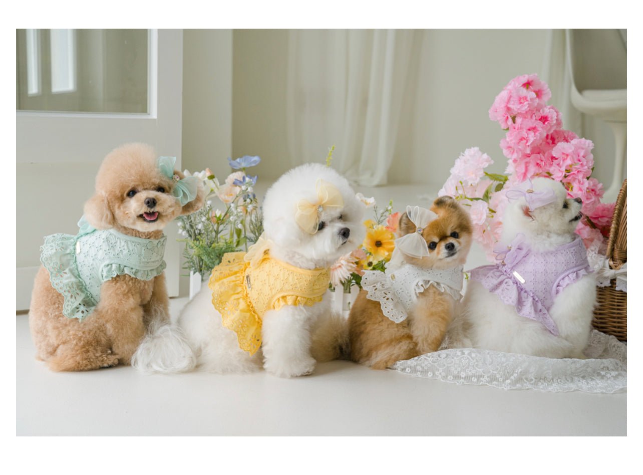 Pets&Me Lace Suit-New Arrivals[韩国Pets&Me新款蕾丝套装/胸背+牵引绳+胸花(多色可选)] image 0