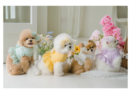 Pets&Me Lace Suit-New Arrivals[韩国Pets&Me新款蕾丝套装/胸背+牵引绳+胸花(多色可选)] image 0